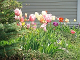 40 Nancy's Garden [2009 May 10]